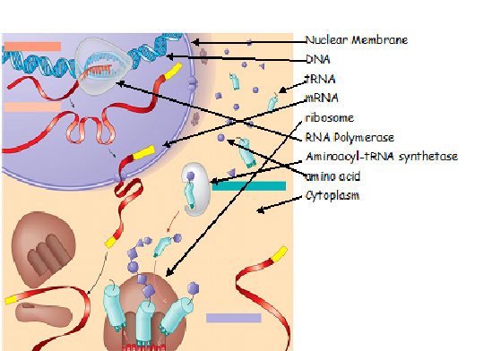 In Eukaryotic Cells Organelles Are Suspended Within The