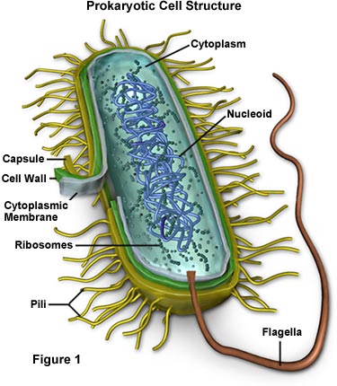 In Eukaryotic Cells Organelles Are Suspended Within The