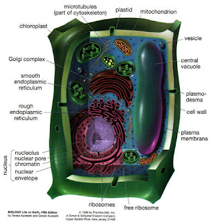 In Eukaryotic Cells Organelles Are Suspended Within The