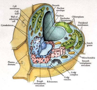 In Eukaryotic Cells Organelles Are Suspended Within The