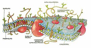 In Eukaryotic Cells Organelles Are Suspended Within The