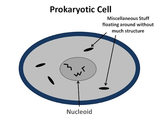 In Eukaryotic Cells Organelles Are Suspended Within The