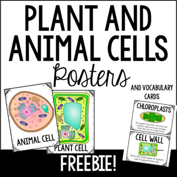 Information About Plant Cells For Kids