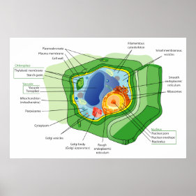 Information About Plant Cells For Kids