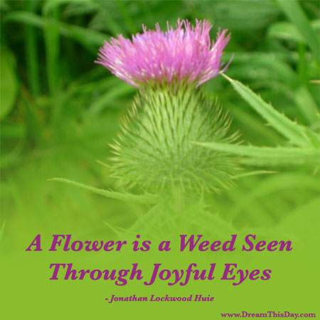 Inspirational Quotes With Pictures Of Flowers