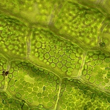 Interesting Facts About Plant Cells For Kids