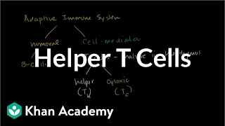 Introduction To Cells Video