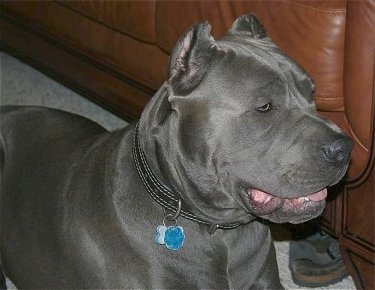 Italian Cane Corso Mastiff