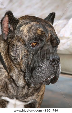 Italian Cane Corso Mastiff