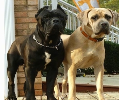 Italian Cane Corso Mastiff Breeders