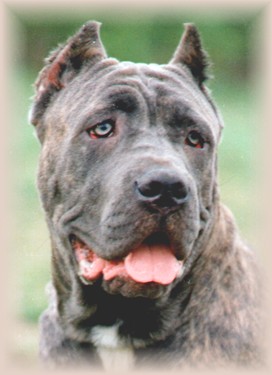 Italian Cane Corso Mastiff Breeders