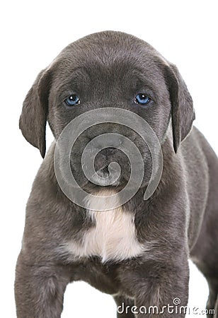 Italian Cane Corso Mastiff Info