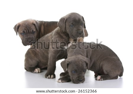 Italian Cane Corso Mastiff Info