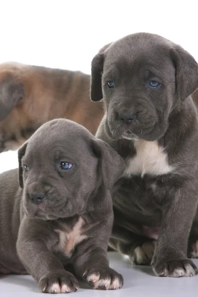 Italian Cane Corso Mastiff Info