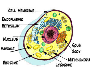 Labeled Plant And Animal Cells Diagram