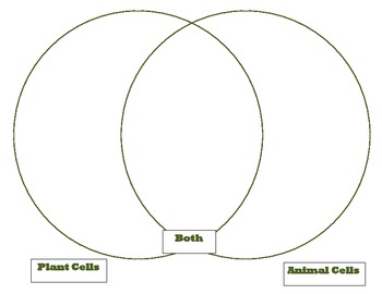 Labeled Plant And Animal Cells Diagram