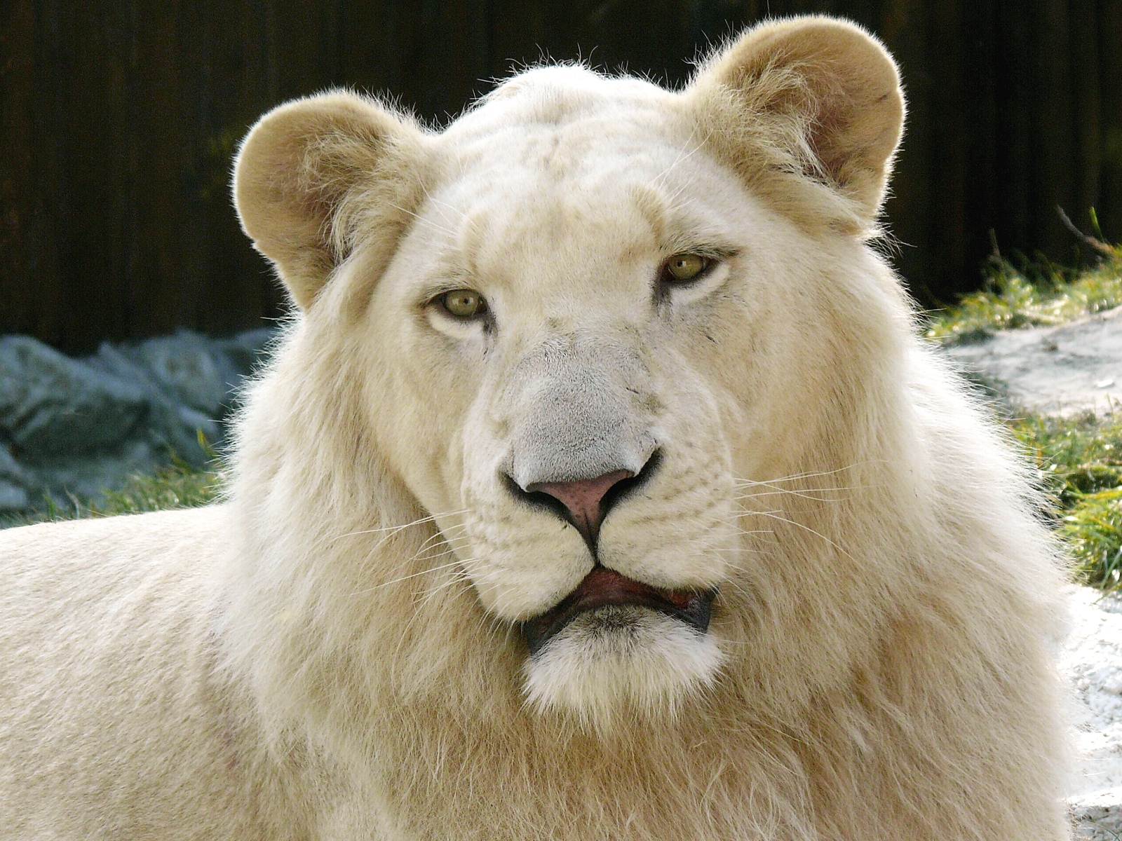 Lion