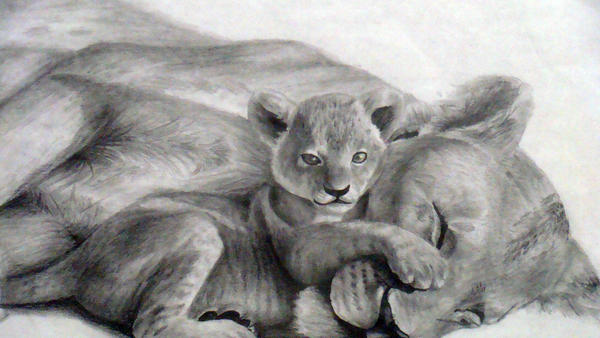 Lion Cub Drawing