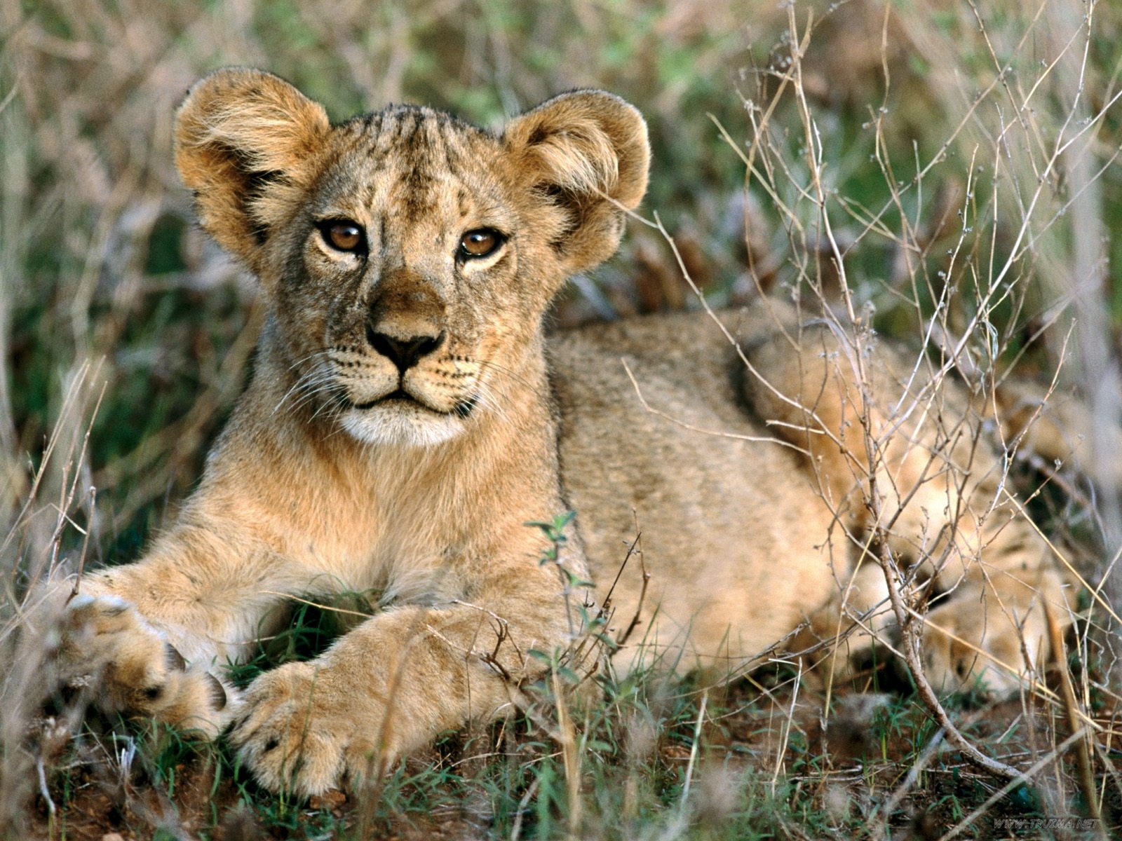 Lion Cub Face