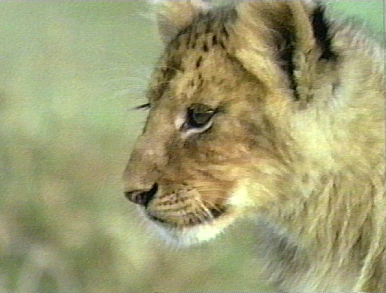 Lion Cub Roaring