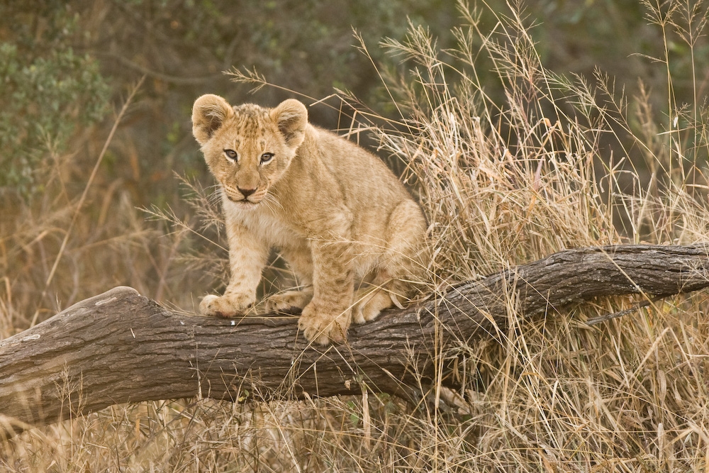 Lion Cub Wallpaper Hd