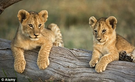 Lion Cubs For Sale