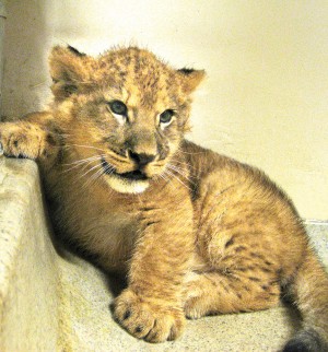 Lion Cubs For Sale In Texas