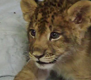 Lion Cubs For Sale Ohio