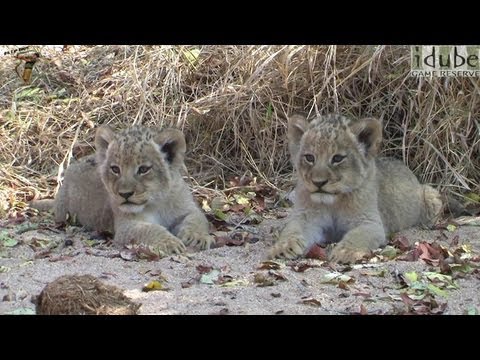 Lion Cubs For Sale Usa