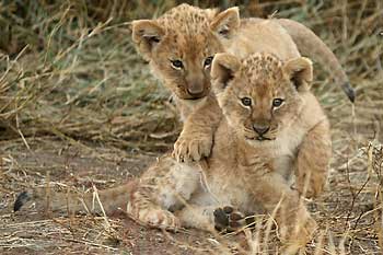 Lion Cubs Playing