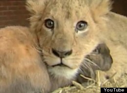 Lion Cubs Playing Videos