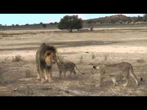 Lion Cubs Playing With Dad