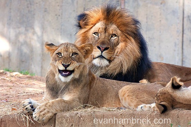 Lion Cubs Playing With Dad