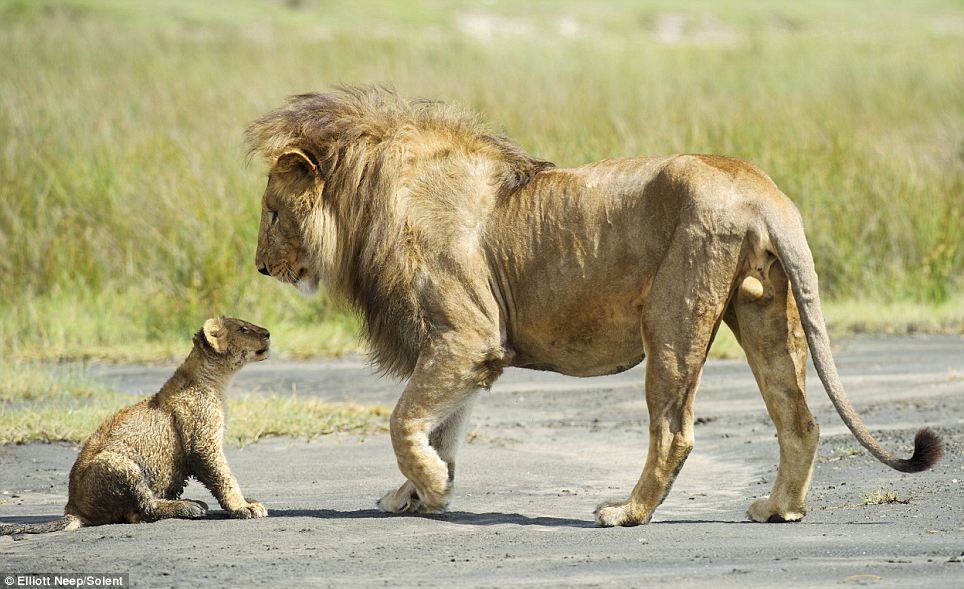 Lion Cubs Playing With Dad