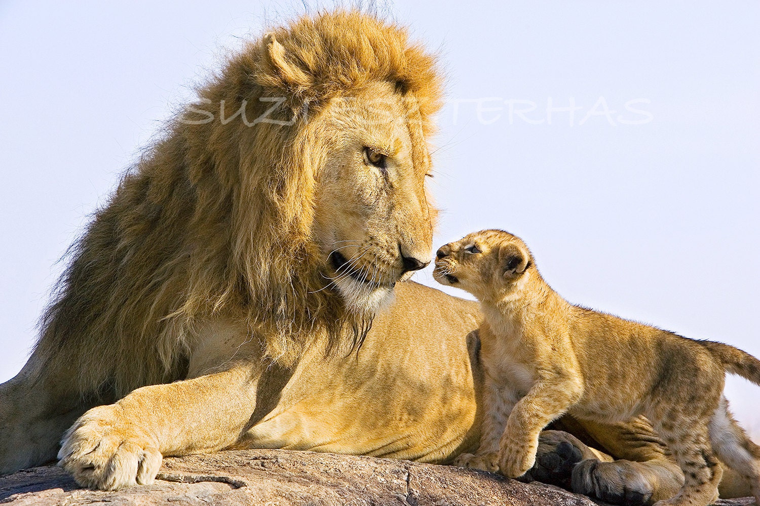 Lion Cubs Playing With Dad