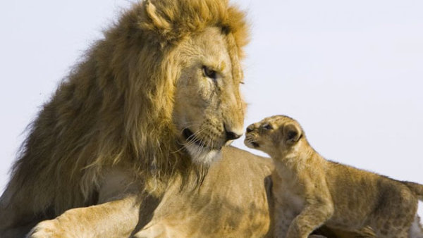 Lion Cubs Playing With Dad