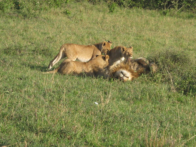 Lion Cubs Playing With Dad