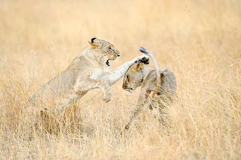 Lion Cubs Playing With Dad