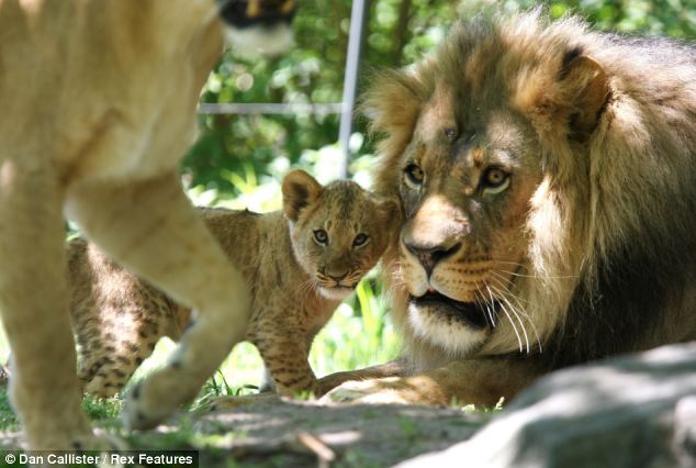 Lion Cubs Playing With Dad