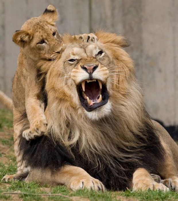 Lion Cubs Playing With Dad