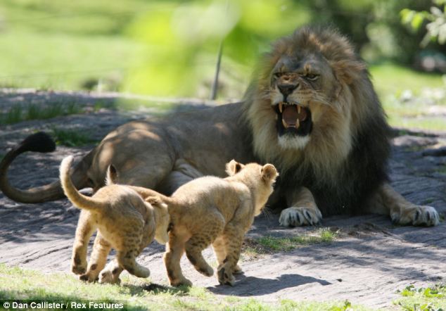 Lion Cubs Playing With Dad