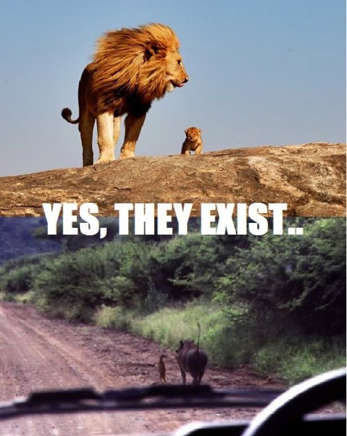 Lion King Quotes Mufasa