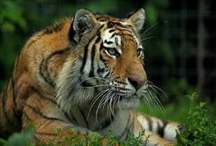 Lion Vs Tiger