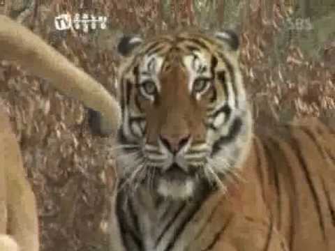 Lion Vs Tiger Fight