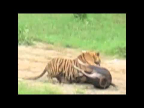 Lion Vs Tiger Fight In Youtube