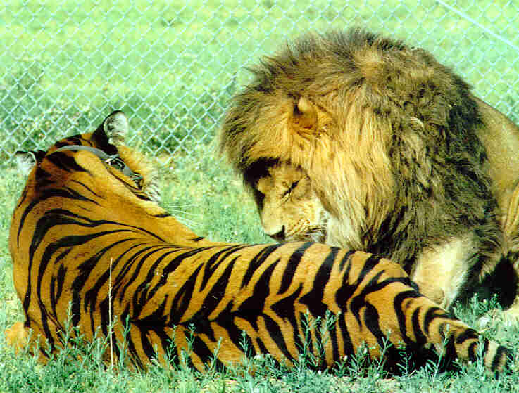 Lion Vs Tiger Fight To Death