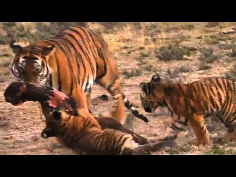 Lion Vs Tiger Fight To Death
