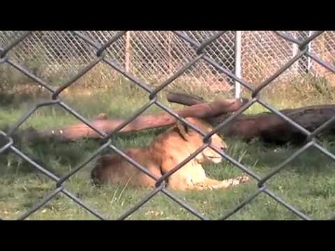 Lion Vs Tiger Fight To The Death Raw Unedited Footage
