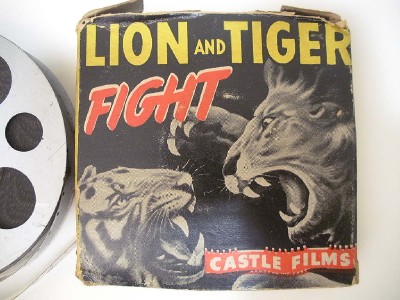 Lion Vs Tiger Fight Video