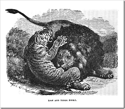 Lion Vs Tiger Fight Wikipedia